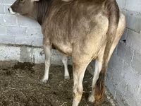 Cow, Swiss cattle — photo 3