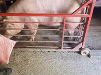Eber, Schweine — Foto 3
