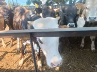 Bull, Cattle — photo 3