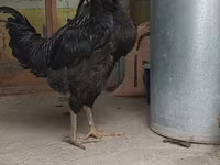 Chickens — photo 1