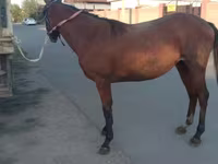 Бие, Anglo-Arabian — 3-сурет