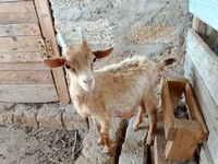 Goat, Saanen goat — photo 4