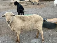 Ram, Hampshire sheep — photo 7