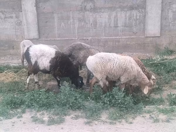 Қошқар, Hissar sheep