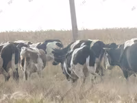 Kuh, Holstein-Rasse — Foto 8