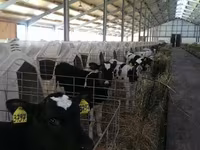 Bull, Holstein breed — photo 1