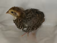Quails — 8-сурет