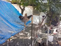 Chickens — الصورة 7