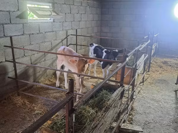 Kuh, Holstein-Rasse