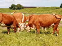 गाय, Russian Black pied cattle — फ़ोटो 4