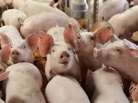 मादा सूअर, सूअर — फ़ोटो 8