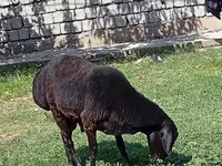 Ram, Rhon sheep — photo 6