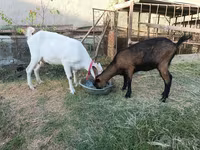 母山羊, Saanen goat — 照片 2