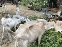 Goat, Goats — photo 3