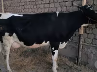 Cow, Holstein breed — photo 5