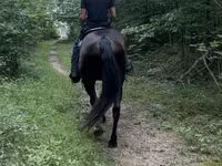 Hengst, French Trotter — Foto 4