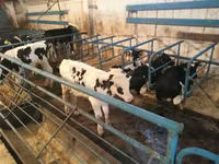 Bull, Holstein breed — photo 4