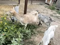 Goat, Goats — photo 2