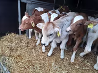 Бұқа, Simmental cattle — 3-сурет
