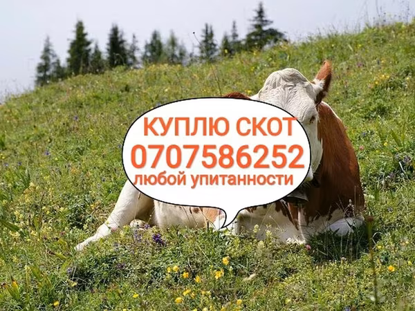 Бұқа, Ірі қара