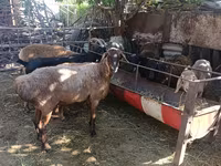 Sheep, Rhon sheep — photo 2