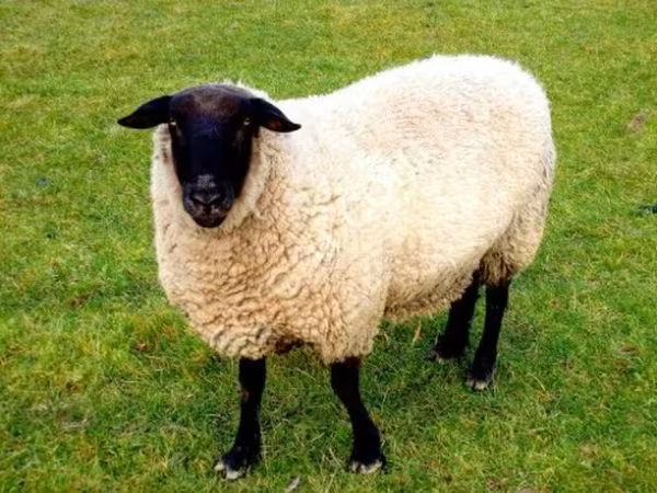 भेड़, Barbados Blackbelly sheep — रूस