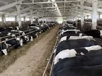 Сиыр, Yaroslavl cattle — 4-сурет