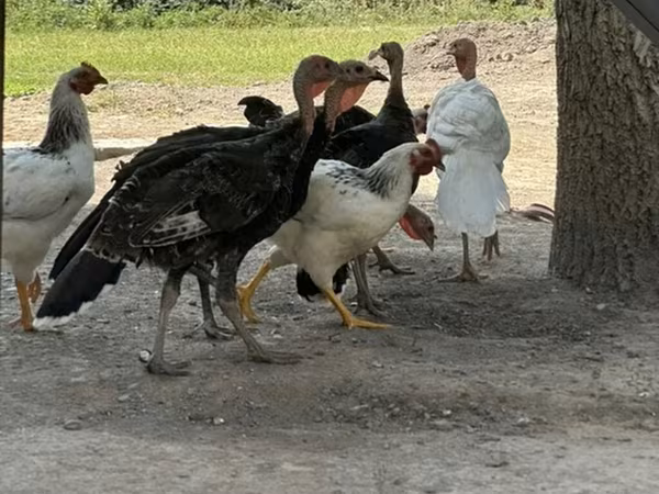 Turkeys — Қырғызстан