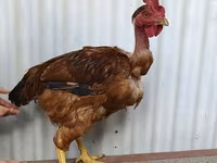 Chickens — الصورة 3