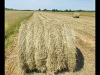 Baloți de earba — الصورة 1