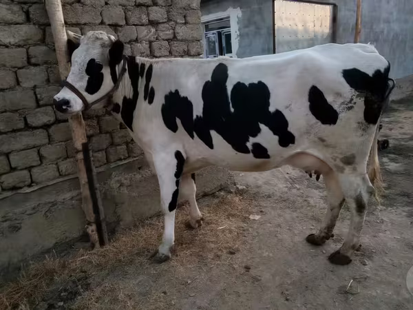 بقرة, سلالة هولشتاين