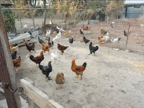 Chickens — Қырғызстан