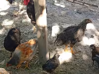 Chickens — الصورة 3
