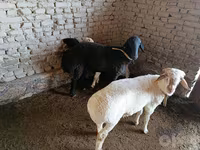 Ram, Sheep — photo 1