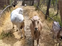 تيس, LaMancha goats — الصورة 5