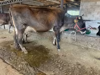 Сиыр, Swiss cattle — 7-сурет
