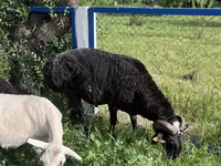 Billy Goat, Goats — photo 2