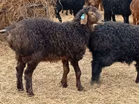 Widder, Edilbay sheep — Foto 2