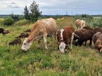 Vaca, Ganado vacuno — foto 2