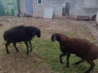 Ram, Arashan sheep — photo 4
