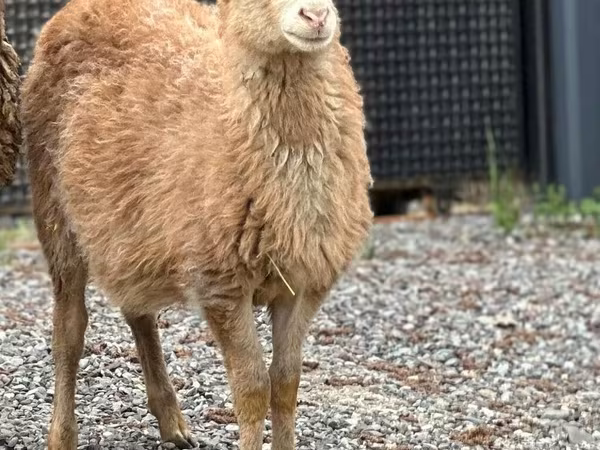 Қошқар, Hissar sheep