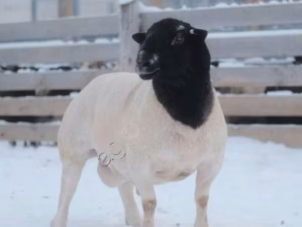 Қошқар, Dorper sheep