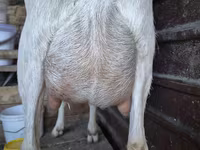 Goat, Saanen goat — photo 4