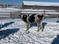 गाय, Russian Black pied cattle — फ़ोटो 2