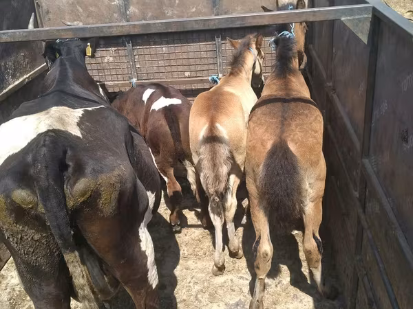 公牛, Cattle