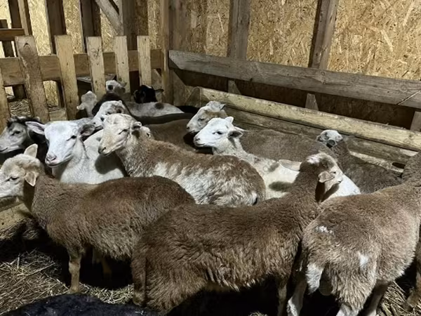 Қошқар, Katum sheep