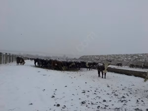 Сиыр, Герефорд