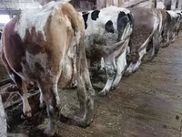 Cow, Cattle — photo 1