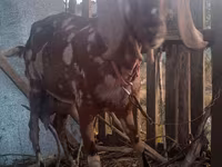 Теке, Nubian Goat — 4-сурет