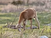 Widder, Dorper sheep — Foto 4